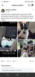 Lost Female Dog last seen Oakmont dr, Elizabethton, TN 37601
