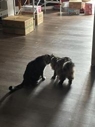 Reunited Male Cat last seen Value Village, Guelph, ON N1H 3T4