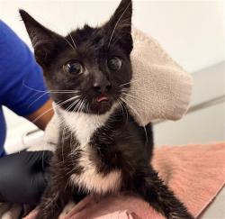 Shelter Stray Female Cat last seen , 600 Aviation Dr, Camarillo, CA 93010, USA