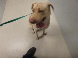 Shelter Stray Male Dog last seen , 14409 Vanowen St, Van Nuys, CA 91405, USA