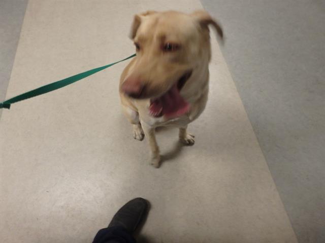 Shelter Stray Male Dog last seen , 14409 Vanowen St, Van Nuys, CA 91405, USA