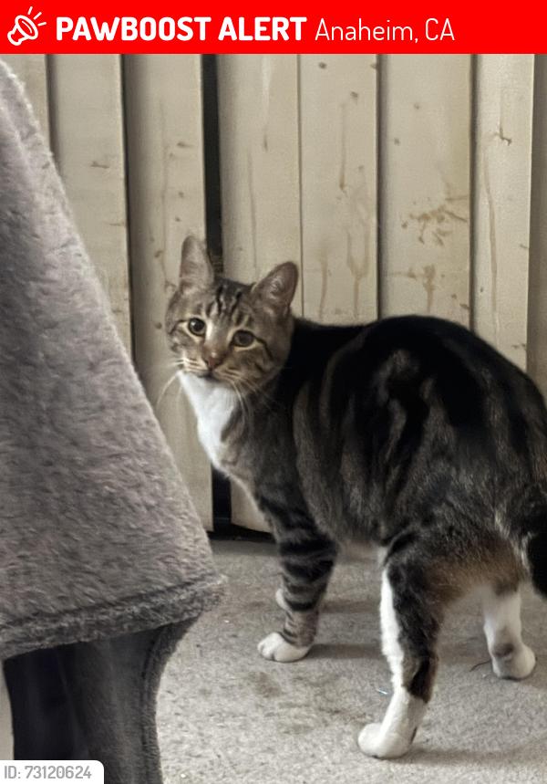 Lost Male Cat last seen Katella and Nutwood west Anaheim, Anaheim, CA 92804