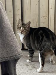 Lost Male Cat last seen Katella and Nutwood west Anaheim, Anaheim, CA 92804