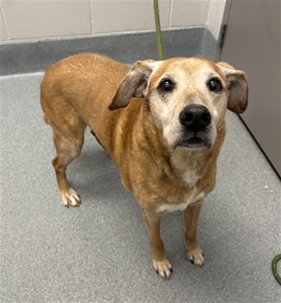 Shelter Stray Female Dog last seen BEECH GROVE, 2600 S Harding St, Indianapolis, IN 46221, USA