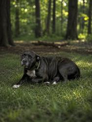 Shelter Stray Female Dog last seen SAM SMITH RD, 1601 Airport Rd, Shelby, NC 28150, USA