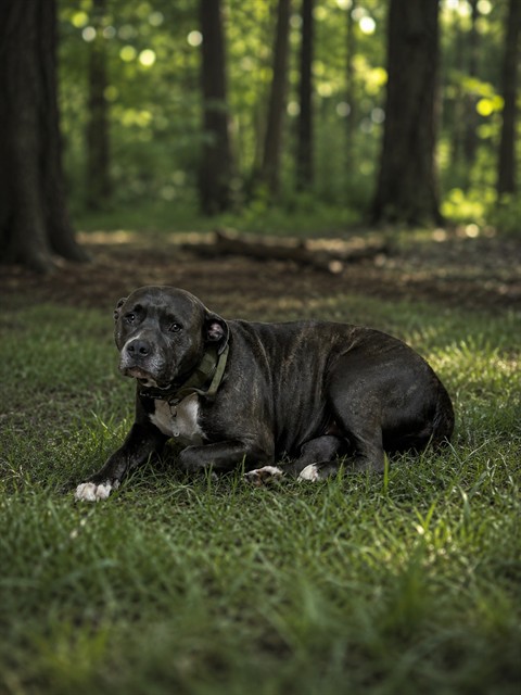 Shelter Stray Female Dog last seen SAM SMITH RD, 1601 Airport Rd, Shelby, NC 28150, USA
