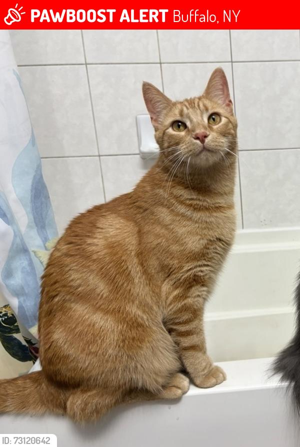 Lost Male Cat last seen Edgewood ave and kenmore ave, Buffalo, NY 14223
