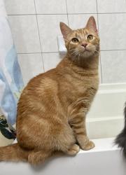 Lost Male Cat last seen Edgewood ave and kenmore ave, Buffalo, NY 14223