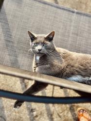 Reunited Male Cat last seen 33rd and New Jersey, Indianapolis, IN 46205
