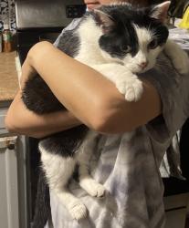 Reunited Female Cat last seen Bayview church & Imperial Av., San Diego, CA 92114