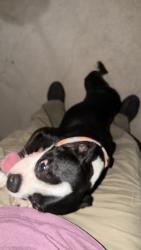 Found/Stray Unknown Dog last seen Crosswinds accelerated highschool, Grand Prairie, TX 75050