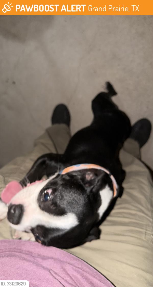 Found/Stray Unknown Dog last seen Crosswinds accelerated highschool, Grand Prairie, TX 75050