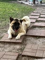 Lost Male Dog last seen Schunior, Edinburg, TX 78541