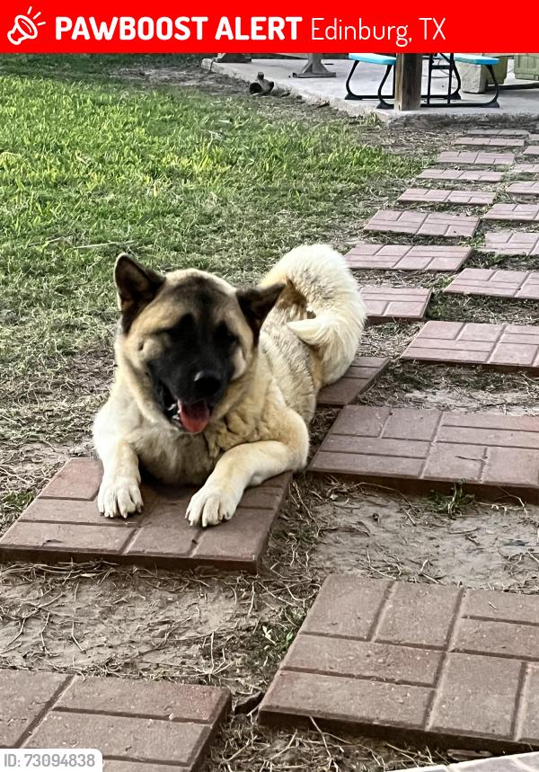 Lost Male Dog last seen Schunior, Edinburg, TX 78541