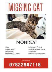 Lost Male Cat last seen The Colonies, Edinburgh, Scotland EH7 5SD