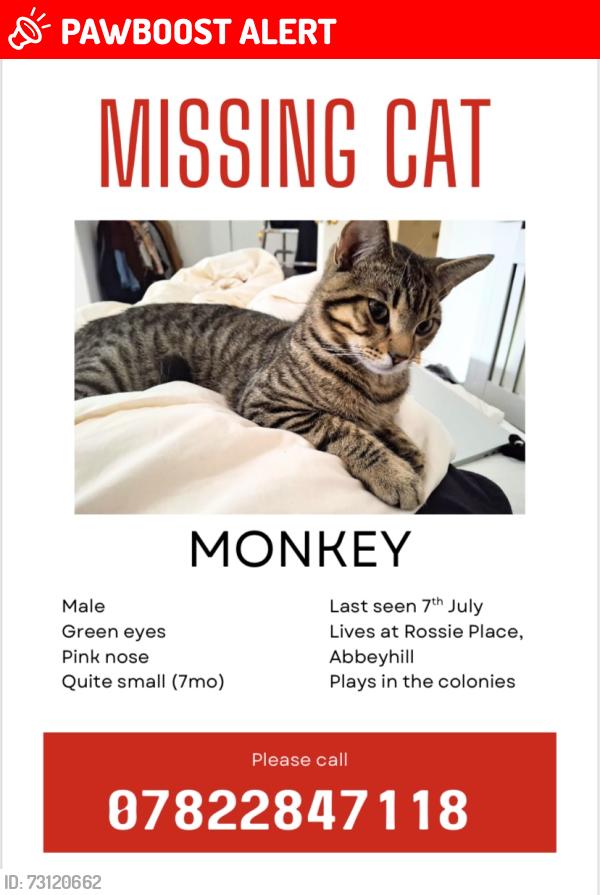 Lost Male Cat last seen The Colonies, Edinburgh, Scotland EH7 5SD