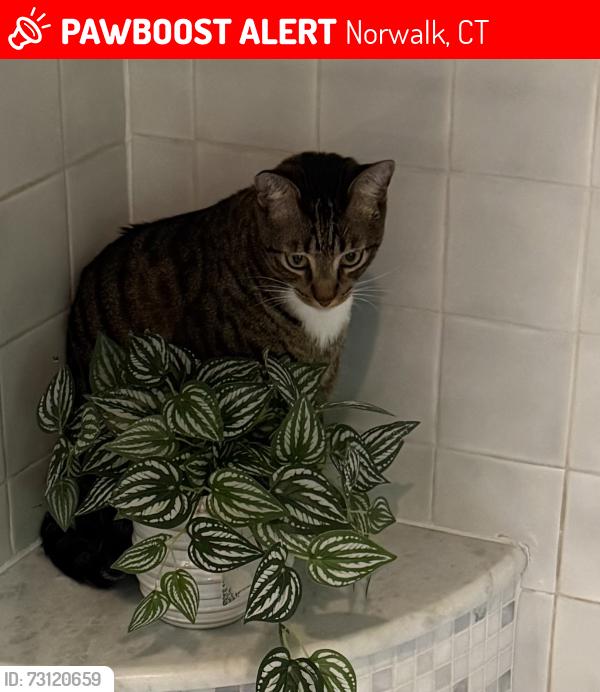 Lost Male Cat last seen Old Saugatuck Road , Norwalk, CT 06855