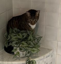 Lost Male Cat last seen Old Saugatuck Road , Norwalk, CT 06855