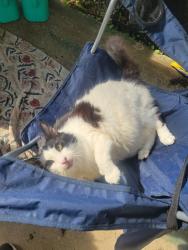 Reunited Male Cat last seen Lake St, Kent, OH 44240