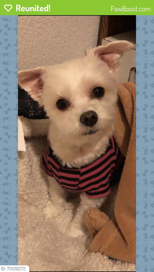 Reunited Male Dog last seen W centennial parkway, North Las Vegas, NV 89084