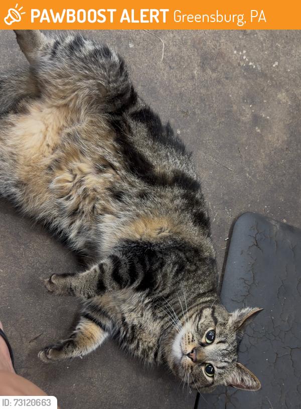 Found/Stray Unknown Cat last seen forbes trail rd/rt819, Greensburg, PA 15601