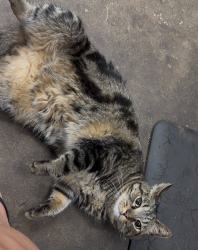 Found/Stray Unknown Cat last seen forbes trail rd/rt819, Greensburg, PA 15601