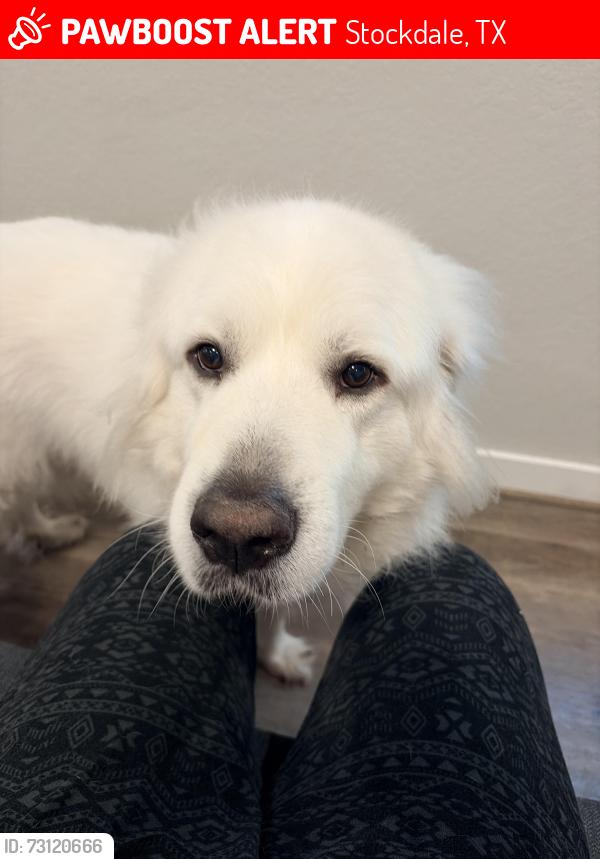 Lost Male Dog last seen Shorthorn road, Stockdale, TX 78160
