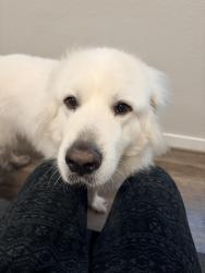 Lost Male Dog last seen Shorthorn road, Stockdale, TX 78160