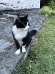 Reunited Unknown Cat last seen 32nd Pl and Rockford Ave, Tulsa, OK 74105