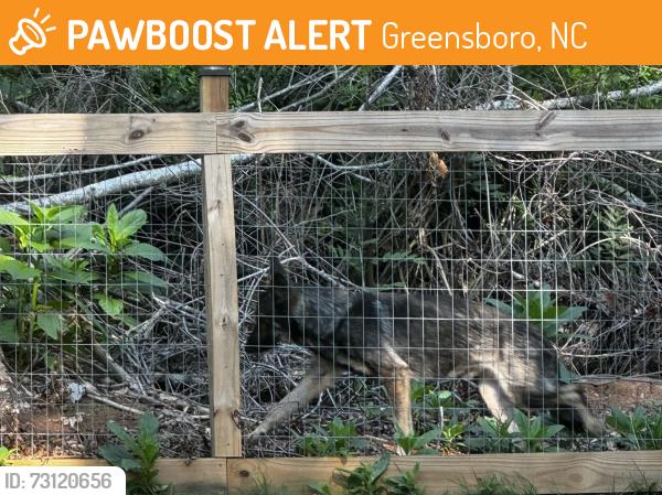 Found/Stray Male Dog last seen Friendly/Westridge Intersection, Greensboro, NC 27410