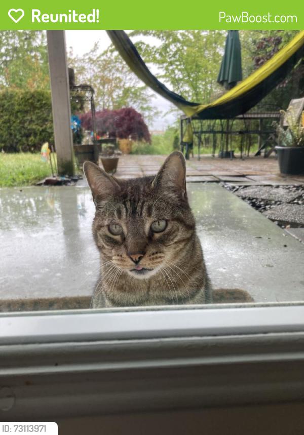 Reunited Male Cat last seen 63rd and Admiral, Alki, Seattle, WA 98116