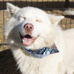 Reunited Male Dog last seen Shorthorn rd, Stockdale, TX 78160