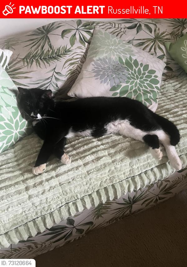 Lost Male Cat last seen Jaybird Road, Russellville, TN 37860