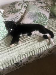 Lost Male Cat last seen Jaybird Road, Russellville, TN 37860