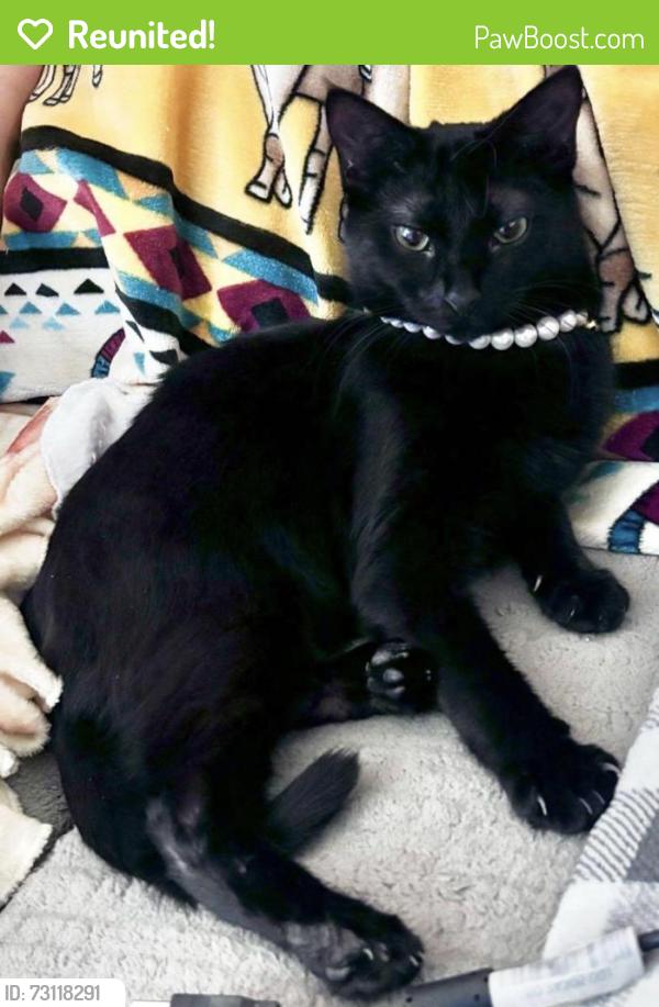 Reunited Female Cat last seen Near Walker Dr NE, Albuquerque, NM 87112, USA, Albuquerque, NM 87112
