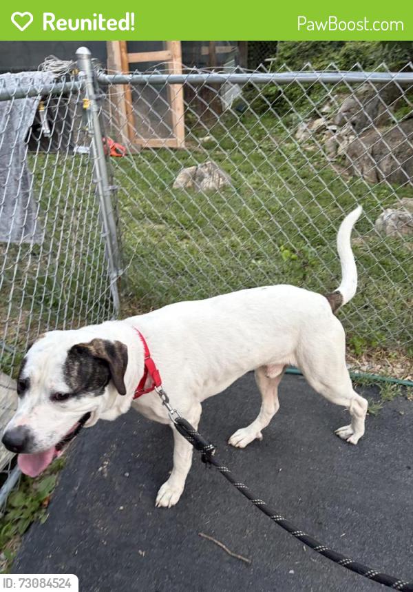 Reunited Male Dog last seen Found him walking down the main road very sweeet dog, Kingsport, TN 37664