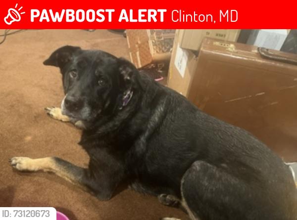 Lost Female Dog last seen Ballard Lane , Clinton, MD 20735