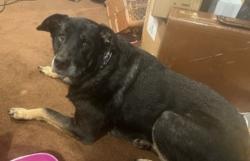 Lost Female Dog last seen Ballard Lane , Clinton, MD 20735