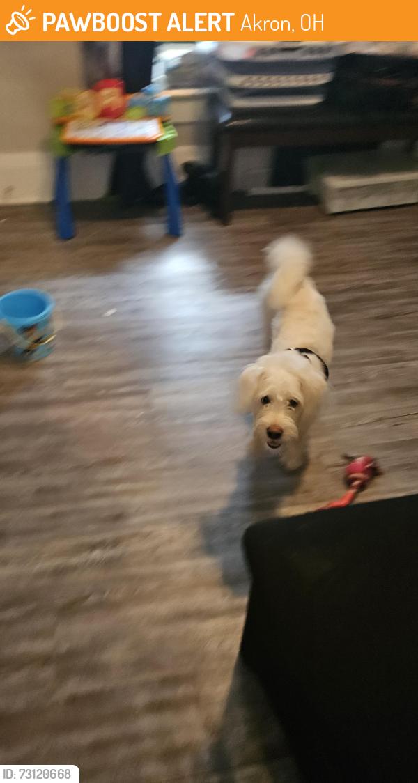 Found/Stray Male Dog last seen Pfeiffer Elementary, Akron, OH 44314