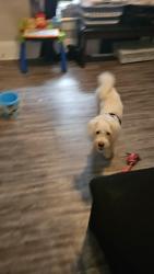 Found/Stray Male Dog last seen Pfeiffer Elementary, Akron, OH 44314