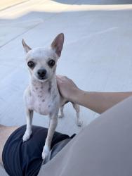 Found/Stray Male Dog last seen Chisholm trail and risinger rd, Fort Worth, TX 76123