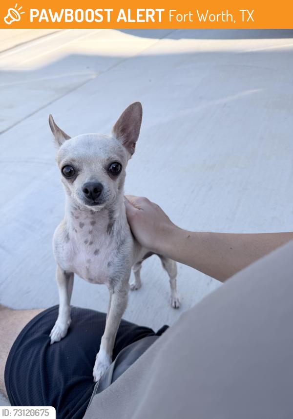 Found/Stray Male Dog last seen Chisholm trail and risinger rd, Fort Worth, TX 76123