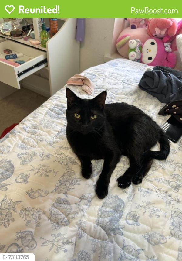 Reunited Female Cat last seen Near Walker Dr NE, Albuquerque, NM 87112, USA, Albuquerque, NM 87112