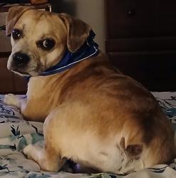 Found/Stray Male Dog last seen Farley addition westside, Indianapolis, IN 46241