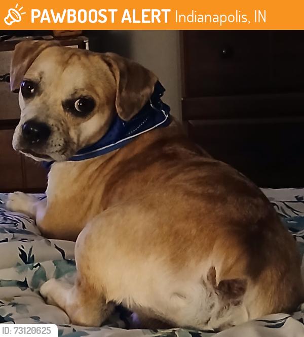 Found/Stray Male Dog last seen Farley addition westside, Indianapolis, IN 46241