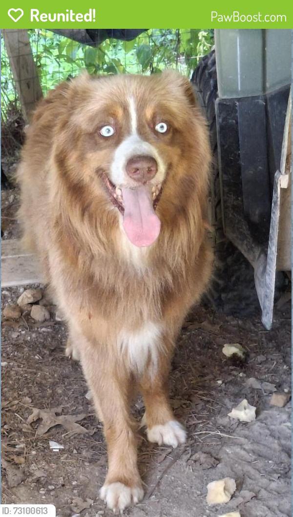 Reunited Male Dog last seen Near Pillow's fish ponds, Paragould, AR 72450