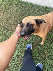 Reunited Female Dog last seen West academy st, Fuquay-Varina, NC 27526