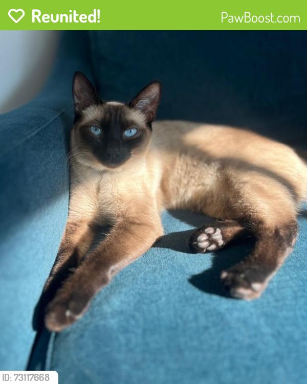 Reunited Male Cat last seen Near N Vista Bonita Ave, Glendora, CA 91741, USA, Glendora, CA 91741