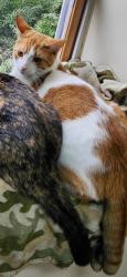 Reunited Male Cat last seen Near Old Bethlehem Rd. Quakertown Pa, Haycock Township, PA 18951