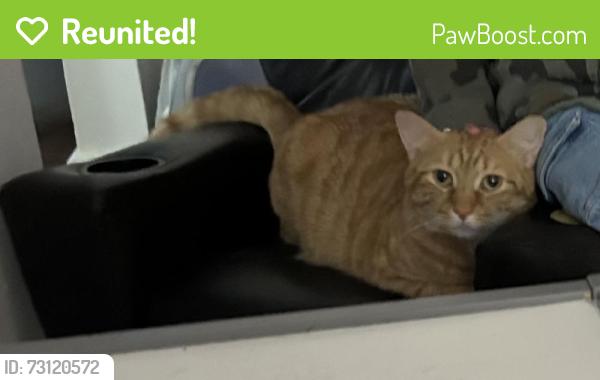 Reunited Male Cat last seen Wootton St, Boonton, NJ 07005, USA, Boonton, NJ 07005